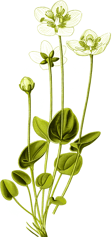 Parnassia Palustris