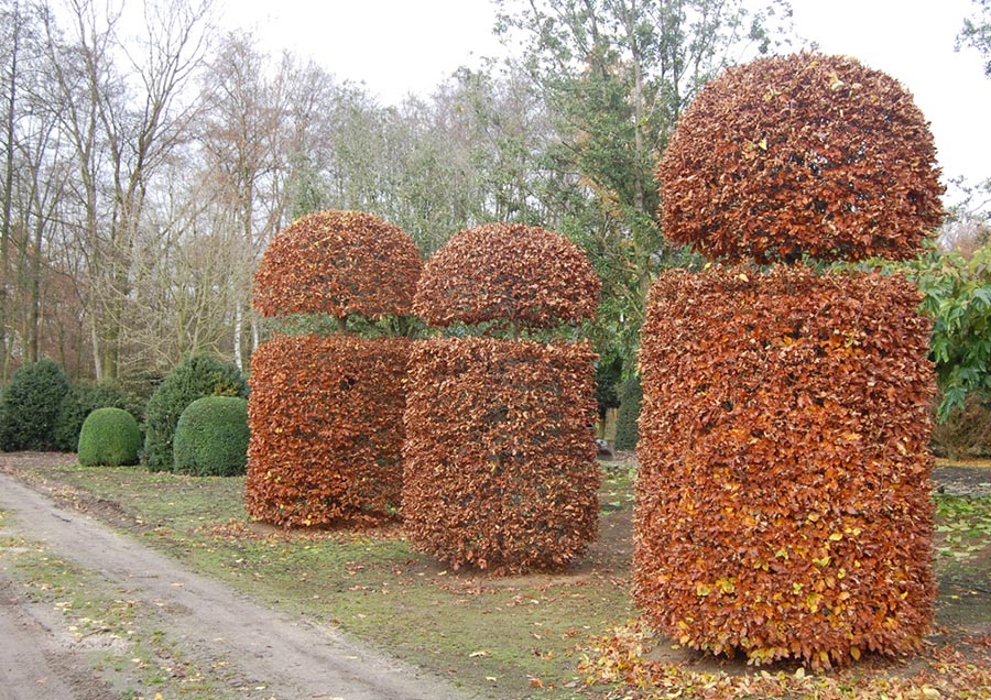 Grote boomformaten-Vormbomen-Leivormen