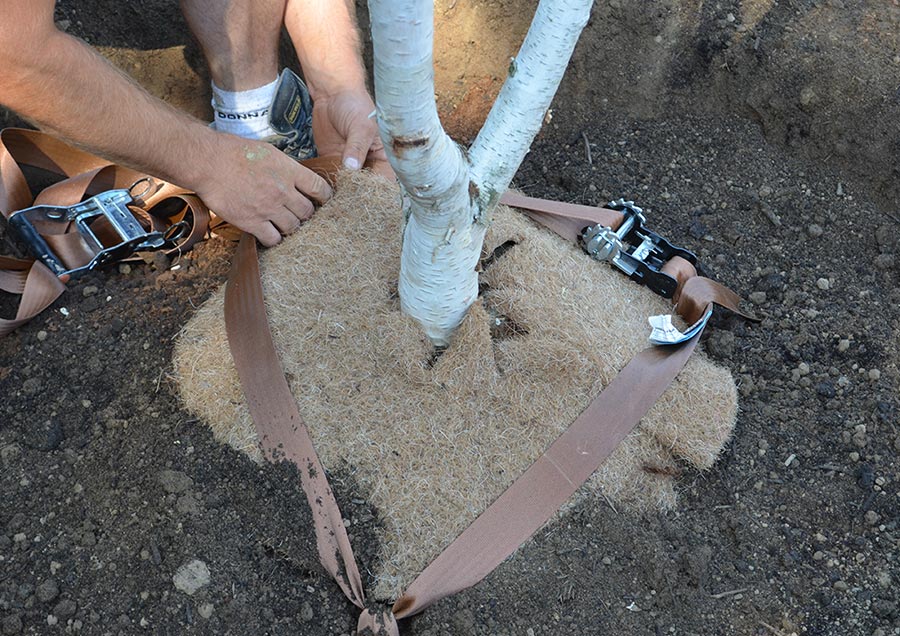 Grote boomformaten-Vormbomen-Leivormen